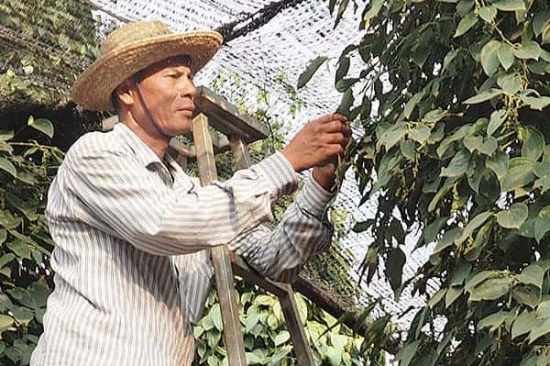 Pfefferfarm In Kambodscha Fairer Anbau Auf Uncles Pepperfarm